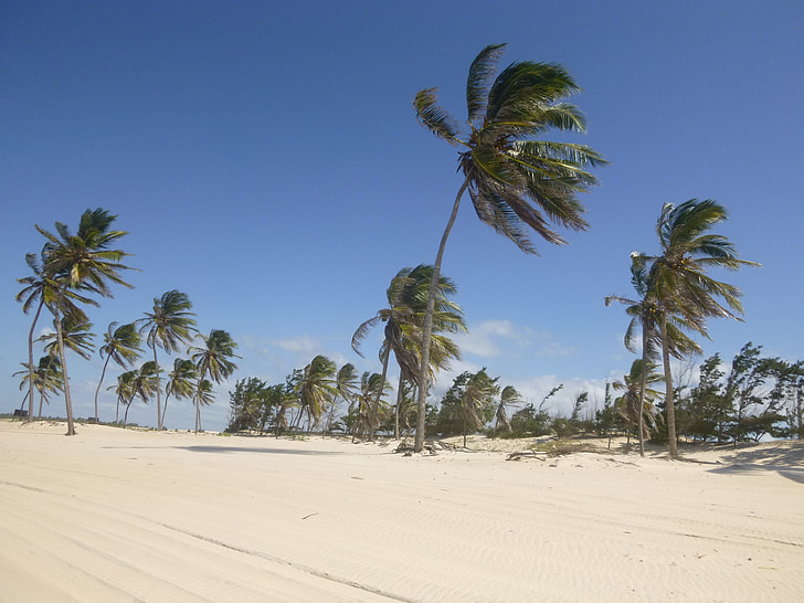 arbres de coco, vent, sorra, platja, cel blau