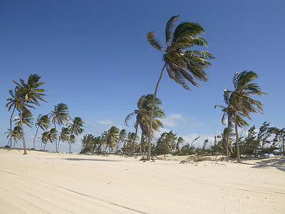 kokosriekstu koki, vējš, smilts, pludmale, zilas debesis