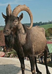 goat buck, billy goat, bock, horns, farm, goat