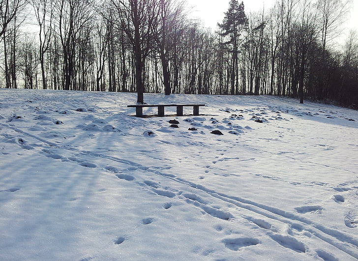 Inverno, neve, traços, árvores, sombra, Sparkle, banco