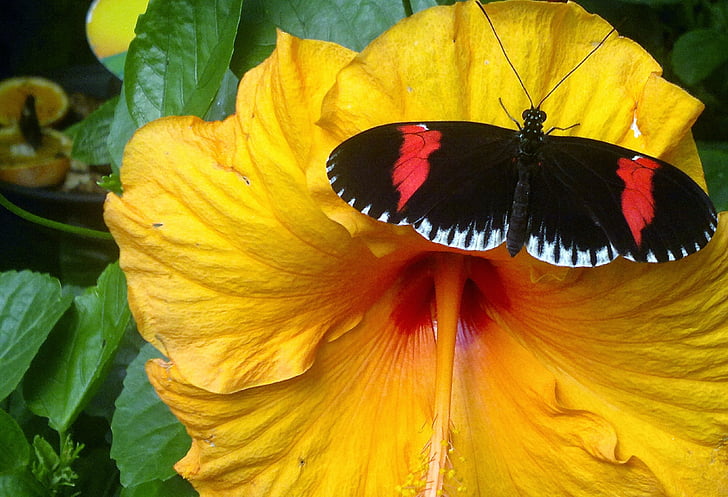 flower, butterfly, summer