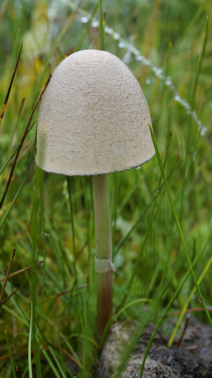 mushroom, grassland, umbrella