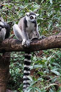 lemur, animal, cute, moe, madagascar