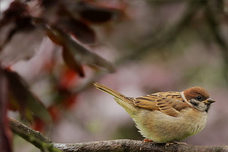 bird, sparrow, sperling, tree, songbird, close, garden
