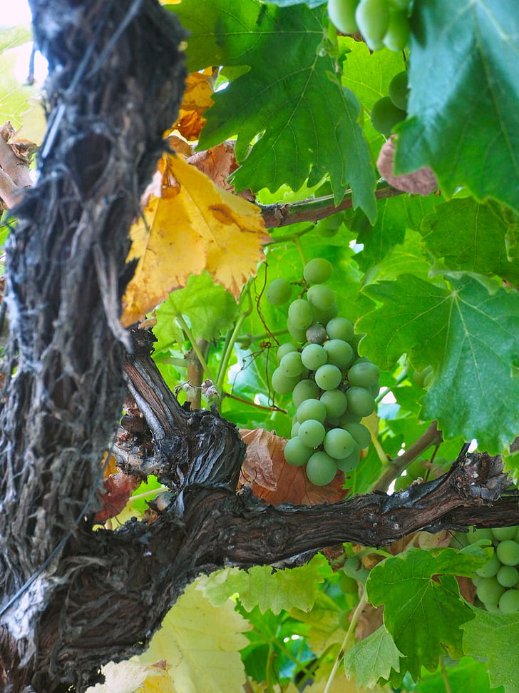 zaļo vīnogu, vīnogulāju, vīna dārzu, zaļas lapas, vīnogu, augļi, daba