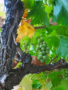 зелений виноград, Виноградна лоза, виноградник, зелене листя, виноград, фрукти, Природа