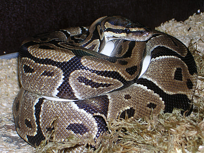 python boule, Python regius, serpent, reptile, constrictor, python, oeuf