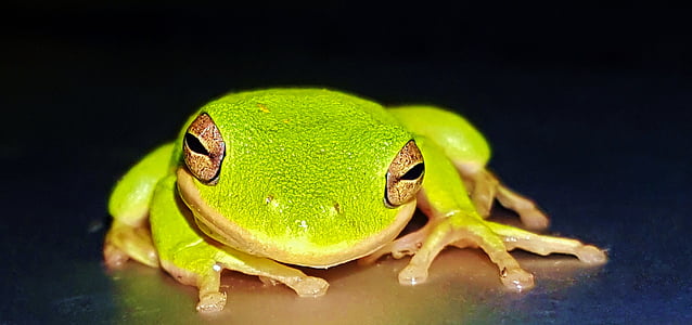 ếch, Ếch cây, Ếch cây màu xanh lá cây Mỹ, ám sát, croaking, động vật lưỡng cư, đóng cửa