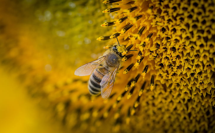 bee, macro, nature, sunflower, yellow, animal themes, one animal