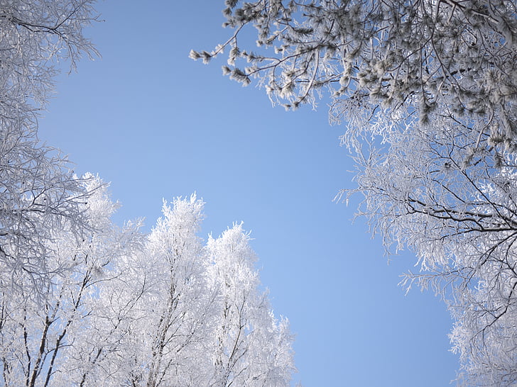 hladno, nebo, snijeg, stabla, bijeli, Zima