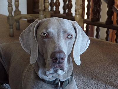 perro, Braco de Weimar, gris, nacionales, canino, lindo, mascota