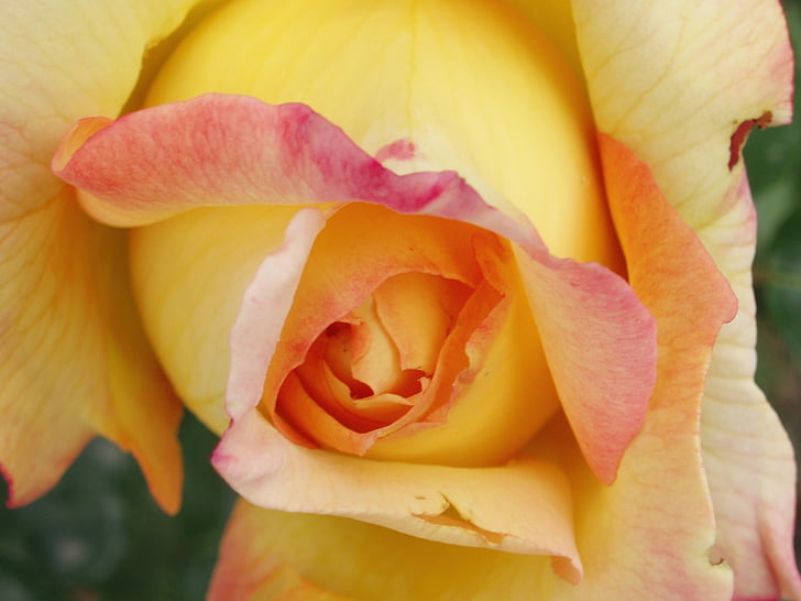 Rosa, primavera, jardí, pètals, natura, roses grogues, pètal