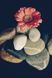 çiçeği, Flor, çiçek, gerbera, taşlar