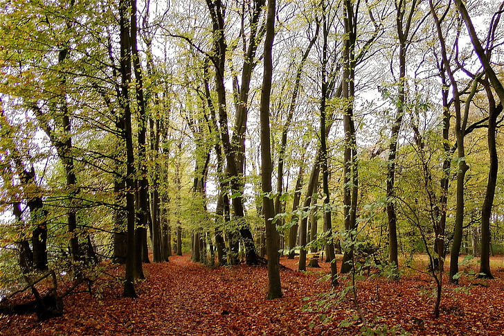 bosque, follaje de otoño, naturaleza, hojas