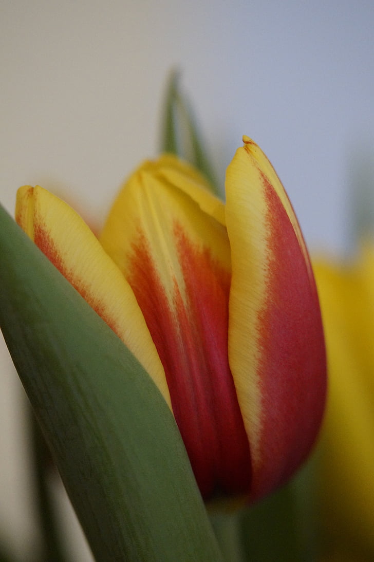 Tulip, musim semi, Tutup, bunga, Blossom, mekar, makro