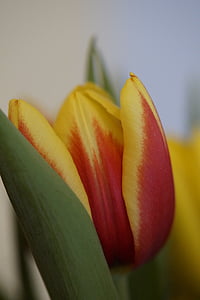Tulip, printemps, fermer, fleur, Blossom, Bloom, macro