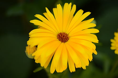 gira-sol, enfocament, flor, groc, natura, planta, floral