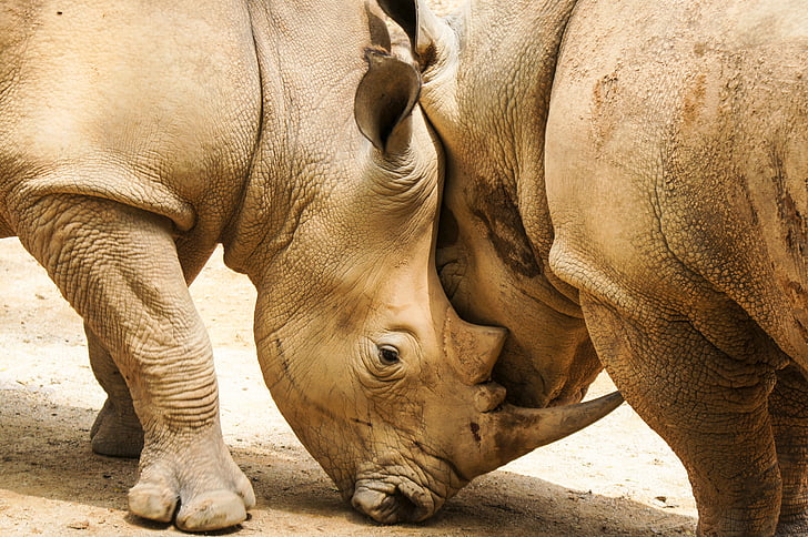 rinoceront, mamífer, animal, salvatge, vida silvestre, natura, en perill