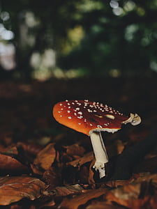 zaměření, Fotografie, houby, venkovní, houby, list, na podzim