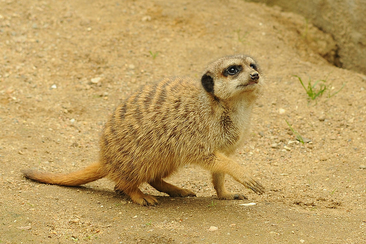 zoològic, animal, suricata