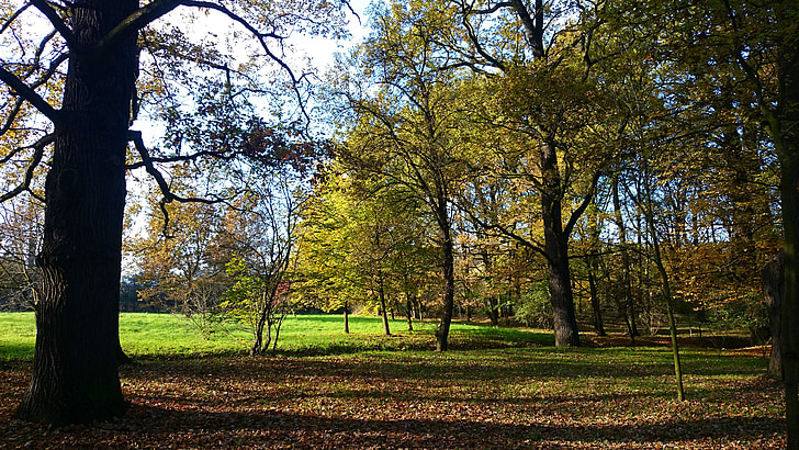 Park, Polen, Wrocław, træ, vandreture, efterår, natur