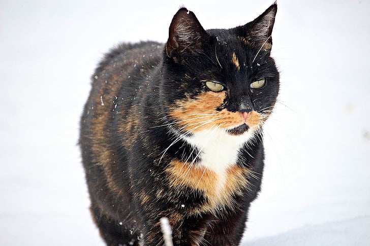 macska, mieze, hó, téli, cica, házimacska, három színű