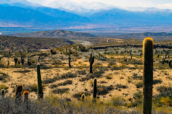 argentina, landscape, cactus, cacti, plants, desert, remote