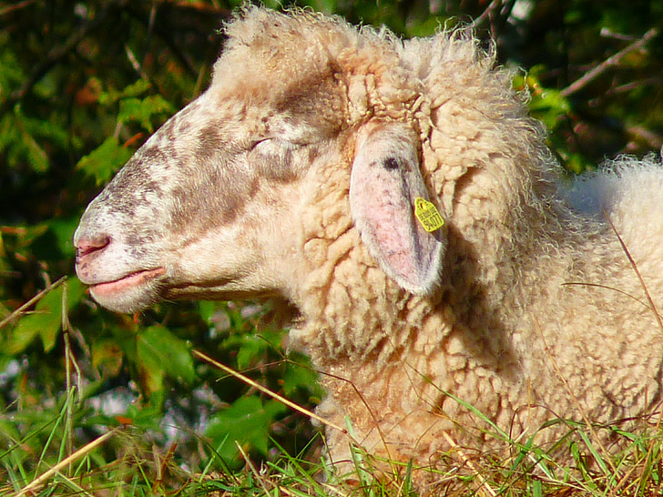 ovelles, responsable, pelatge, suau, llana, animal, l'agricultura