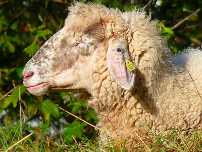 ovelhas, cabeça, peles, suave, lã, animal, agricultura