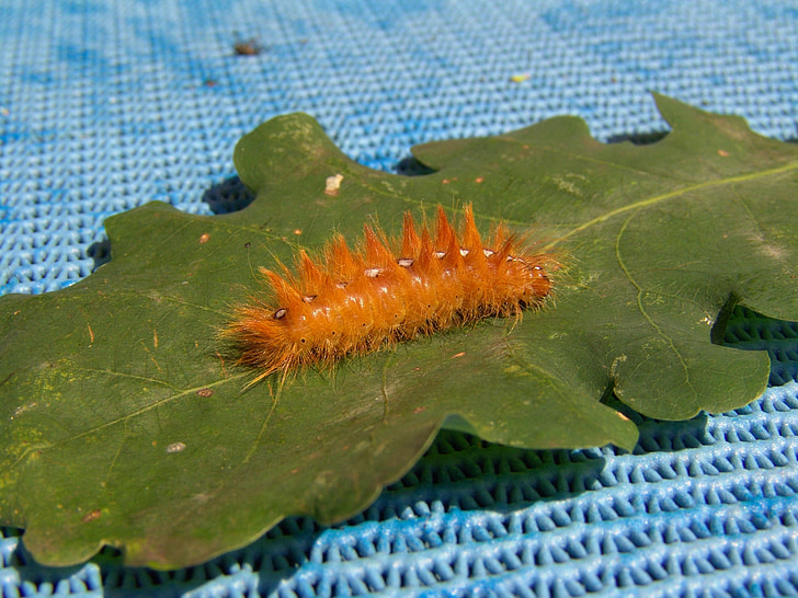 Caterpillar, borboleta, laranja, natureza