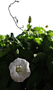climber, white blossom, bindweed, plant, make the most of, white, bell flower