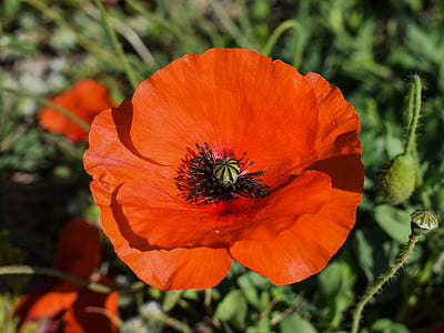 poppy, flower, red, spring, nature, blossom, blooming