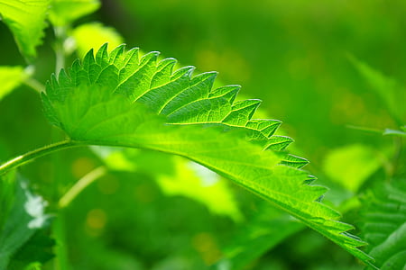 stinging nettle, leaves, burning hair, pink, plant, shine through, shades of green