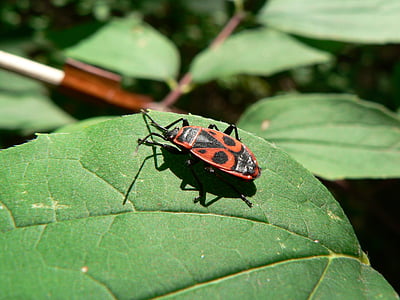 nature, beetle, insect, arthropod, forest, black, red