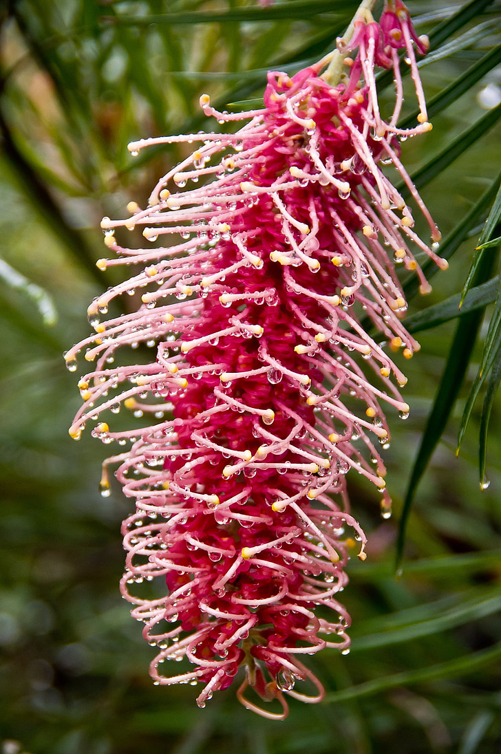 grevillea, floare, roz, stamine albe, Australia, gradina, Nectar