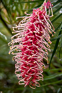 grevillea, flower, pink, white stamens, australia, garden, nectar