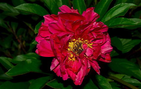 sarkans Peonija, Bloom, zaļa, dārza, Violeta, makro, ziedu