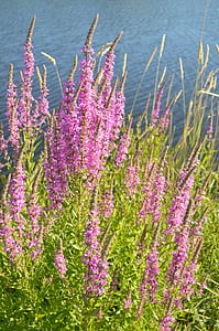 lisimaquia púrpura, flores, púrpura, loostrife, salicaria, flores silvestres, Lythraceae