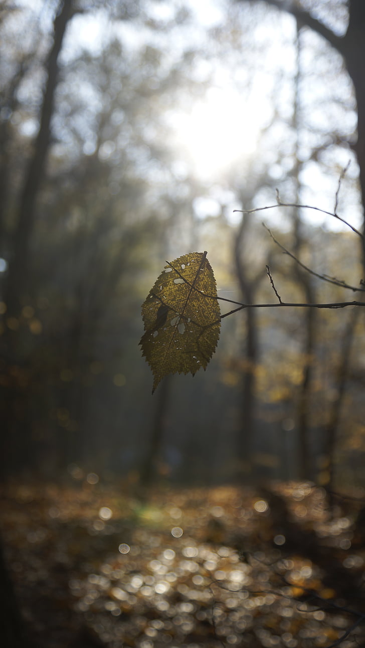 dřevo, stromy, slunce, Příroda, list, opustit, na podzim