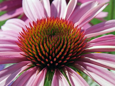 Blossom, mekar, makro, merah muda, merah, topi matahari, Echinacea