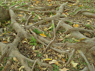 kořeny, strom, Příroda, stromy, Les, vegetace, závod