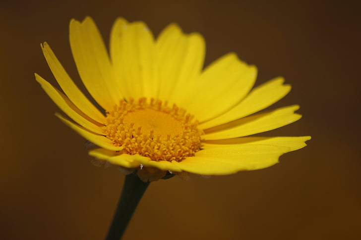 bunga, kuning, musim semi, kelopak bunga, Margaret, Chamomile, Floret
