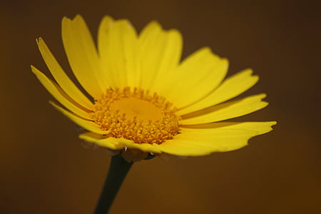 Hoa, màu vàng, mùa xuân, cánh hoa, Margaret, Hoa cúc, Floret