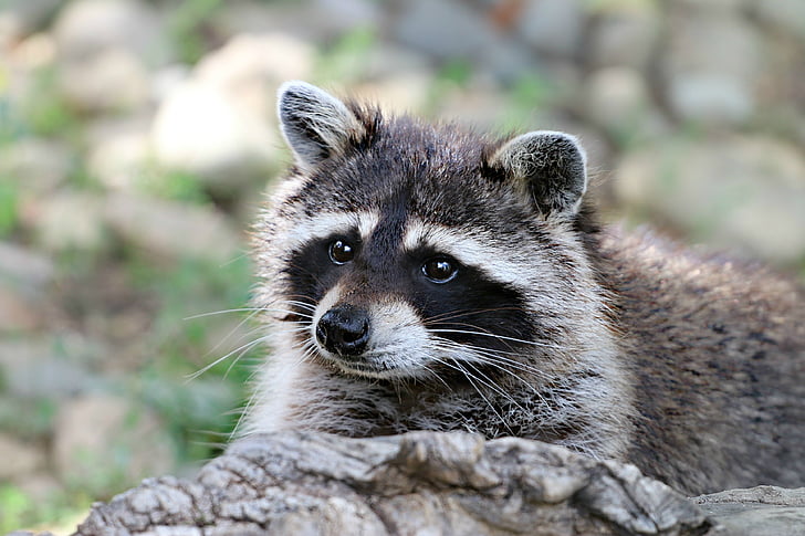 raccoon, animal, wild, view, forest, snout, mammal