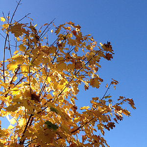 caduta, foglie, alberi, cielo, blu, giallo, arancio