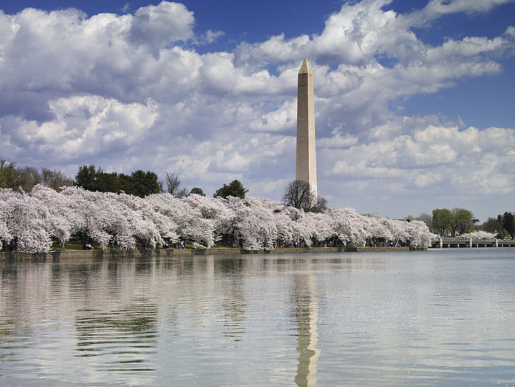 washington monument, cherry trees, blossoms, water, reflection, pool, spring