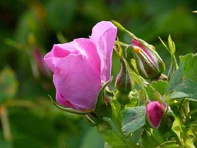 rosa salvaje, Bud, flor, salvaje, planta, naturaleza, Close-up