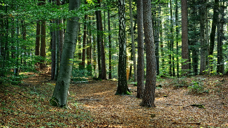 skogen, blandad skog, hösten, resten, tyst, naturen, skogsbruk