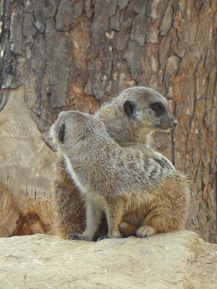 meerkat, pair, two, zoo, together, friendship, togetherness