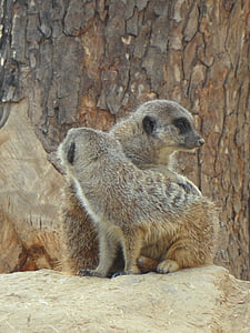 meerkat, paar, twee, dierentuin, samen, vriendschap, saamhorigheid